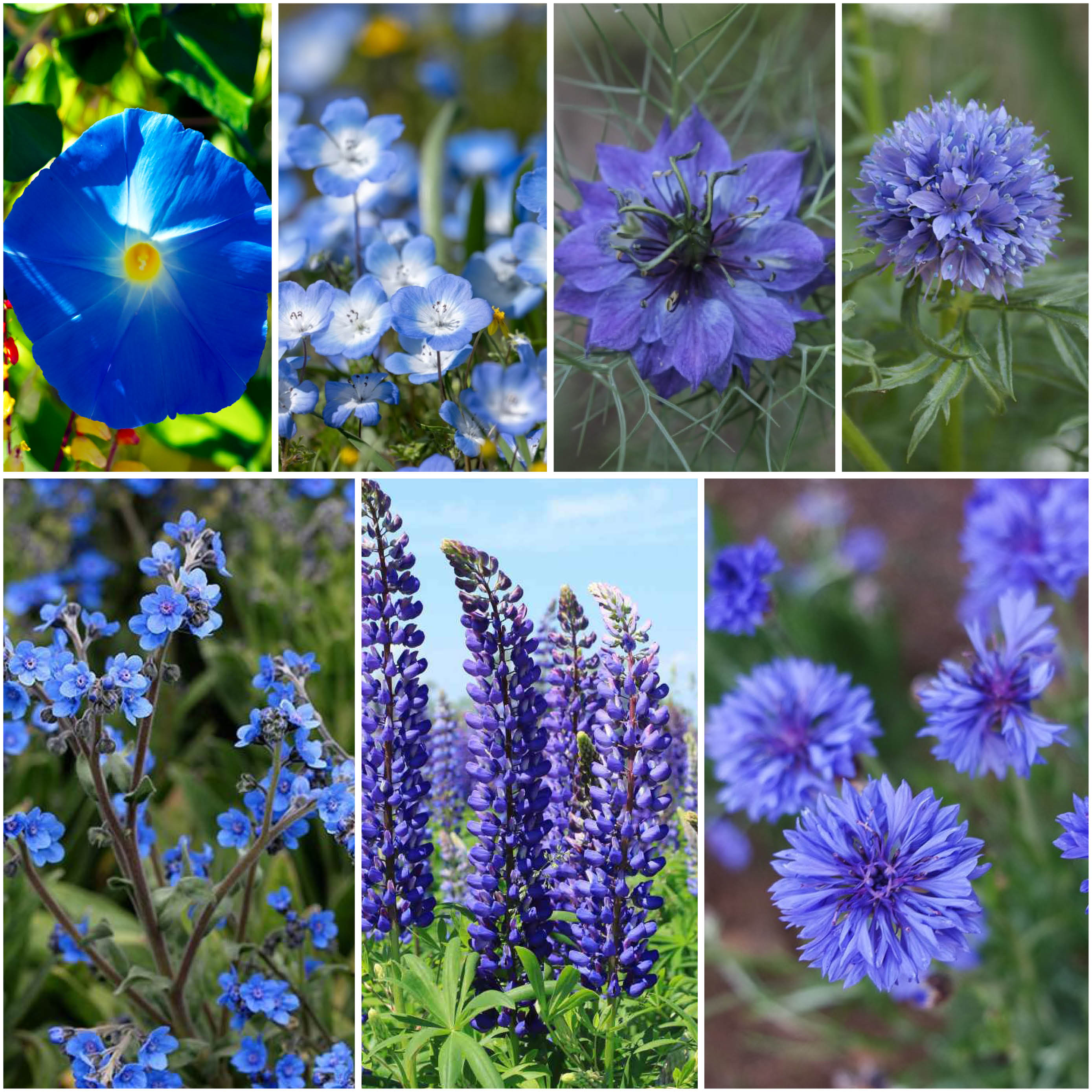 Blue Wildflower Seed Mix