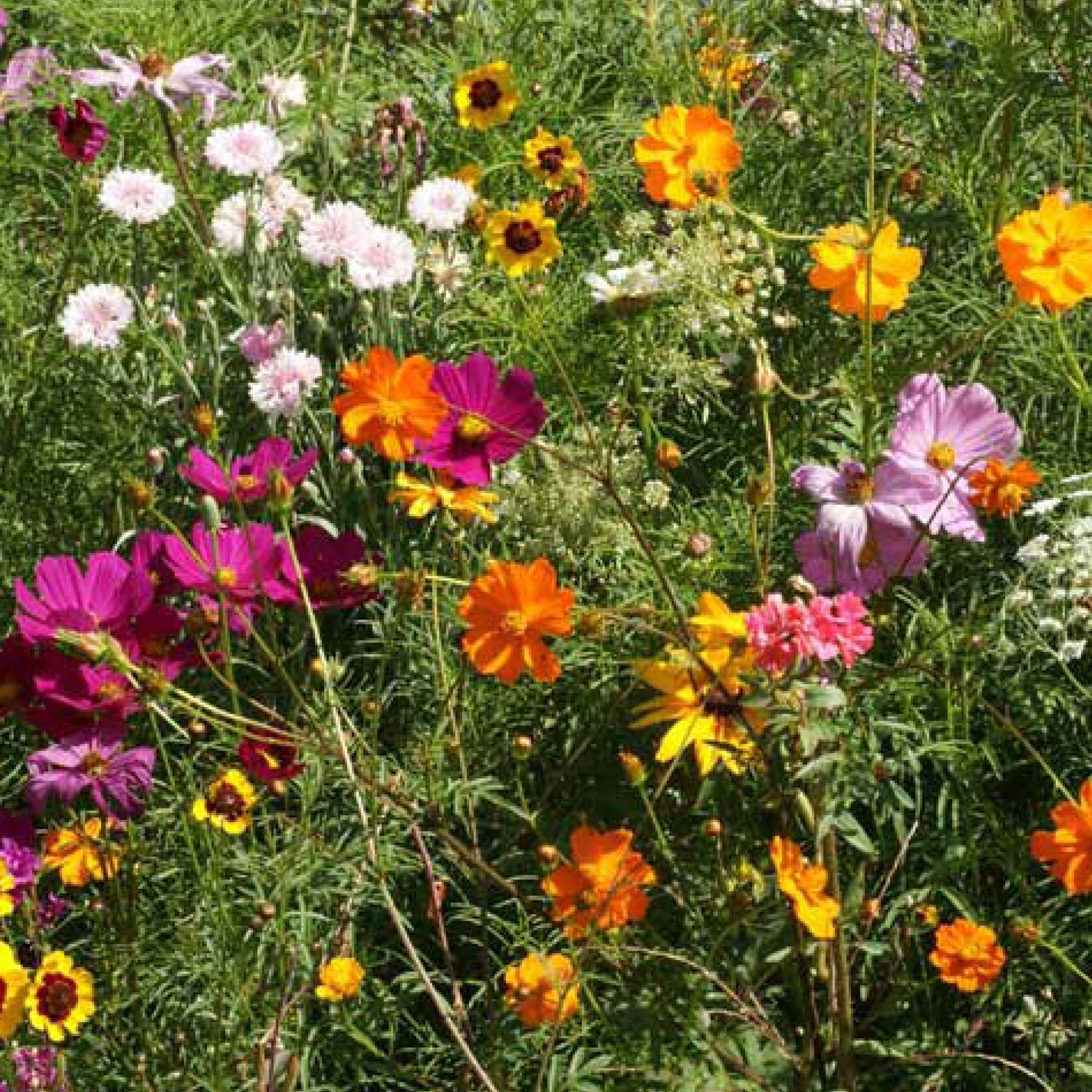 Annual Cut Flower Mix – Clifton Seed Company