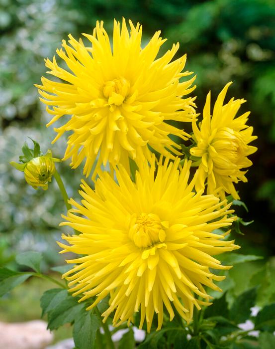 Dahlia, Cactus 'Kennemerland' – Clifton Seed Company