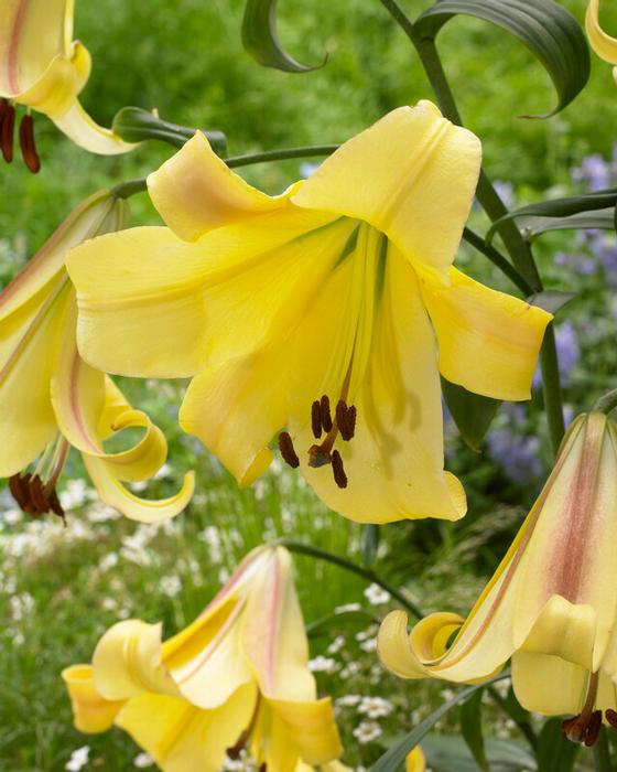 Lilium, OT Hybrid Rising Moon