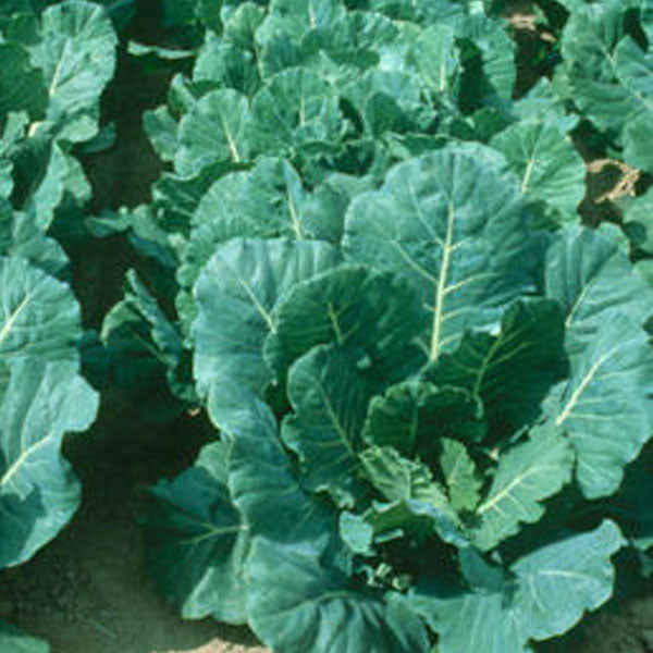 Champion, Collard