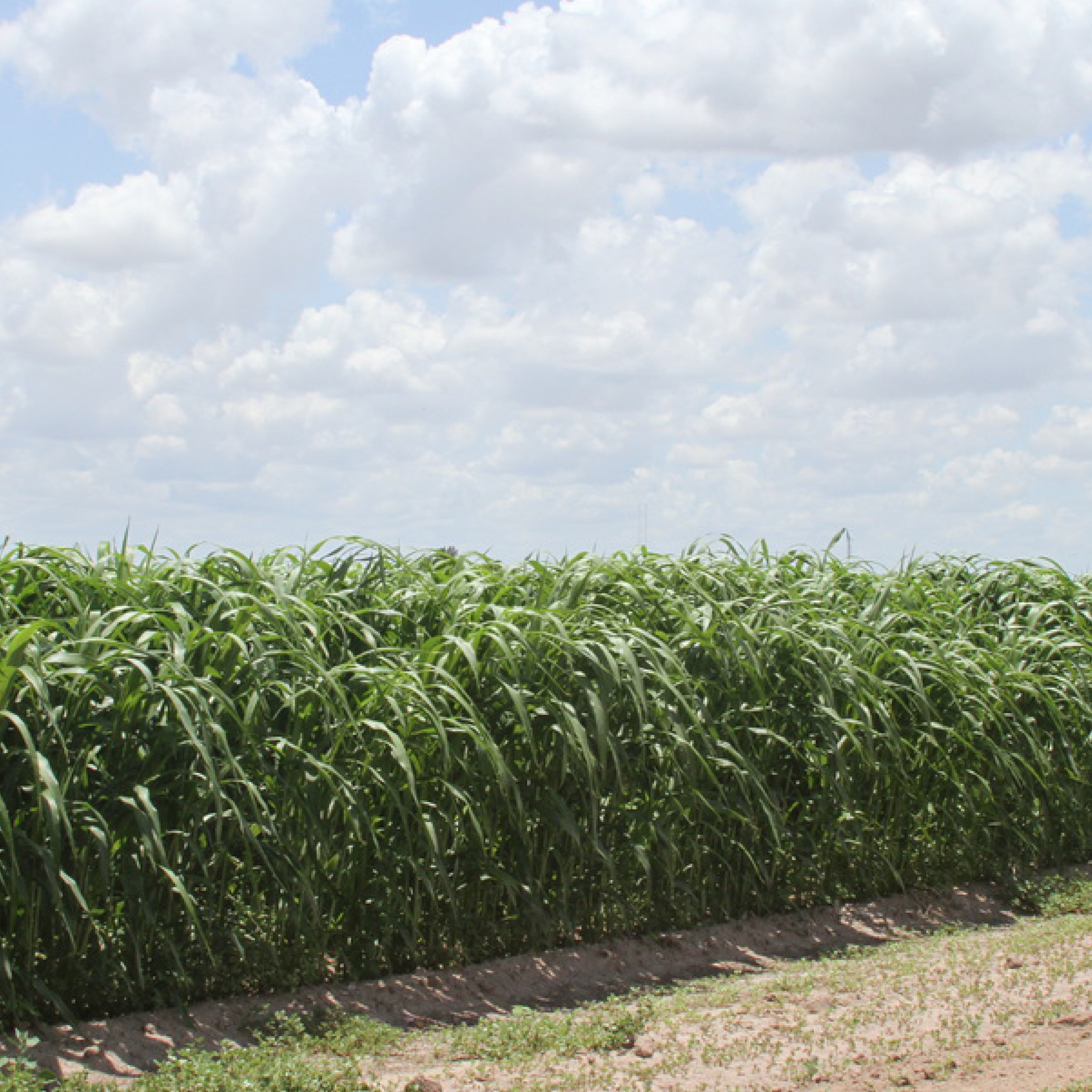 Super Sugar Sorghum Sudangrass – Clifton Seed Company